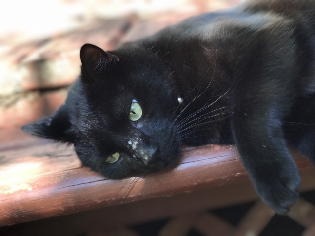 秋の日に🐈猫さんと遊ぶ_b0365715_08542043.jpg