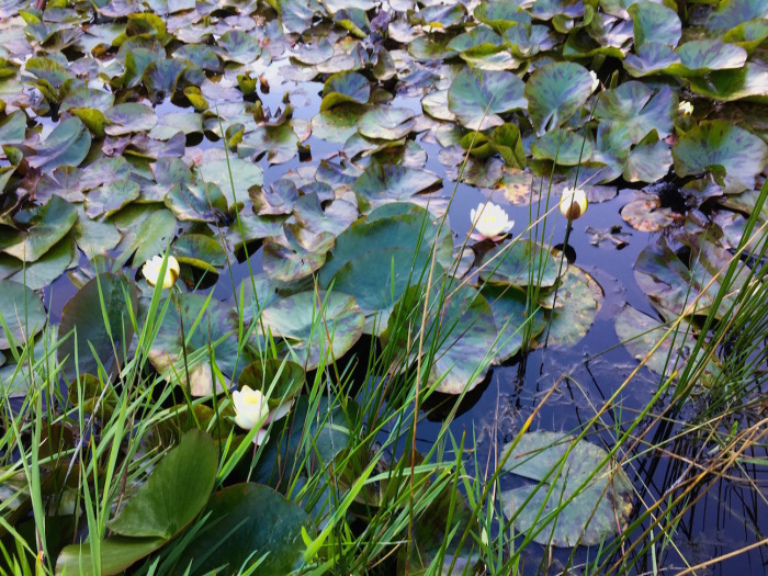 風雨、晴天、睡蓮、お片づけ／ Rain, Shine, Angus & Water Lily_e0310424_17435547.jpg