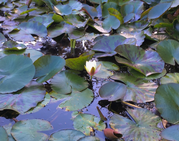 風雨、晴天、睡蓮、お片づけ／ Rain, Shine, Angus & Water Lily_e0310424_17441063.jpg