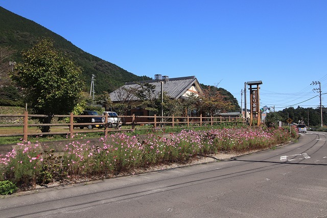 咲き誇るコスモスの花(その1)(撮影:10月9日)_e0321325_16263355.jpg