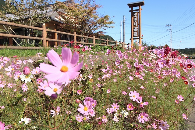 咲き誇るコスモスの花(その1)(撮影:10月9日)_e0321325_16270004.jpg