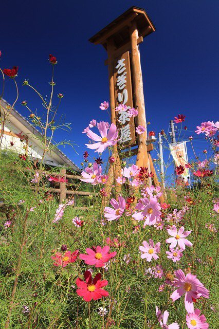 咲き誇るコスモスの花(その1)(撮影:10月9日)_e0321325_16272751.jpg