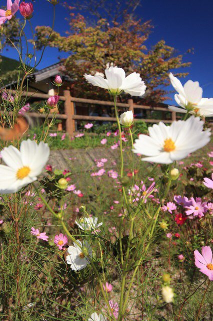 咲き誇るコスモスの花(その1)(撮影:10月9日)_e0321325_16280470.jpg
