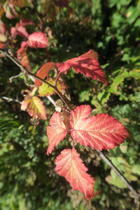 f0234936_71779.jpg