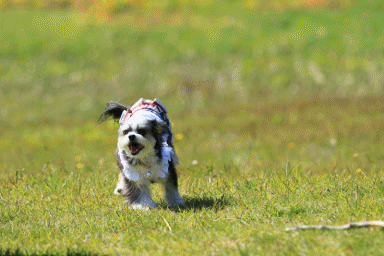 c0145250_15082154.gif