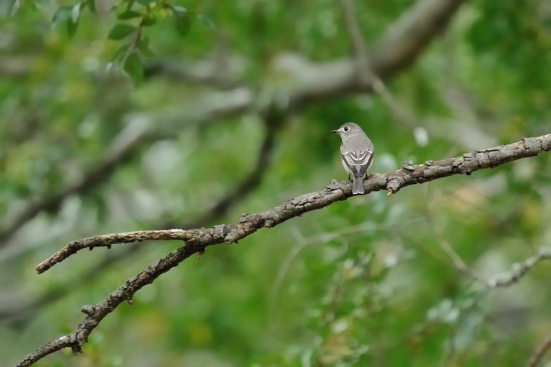 近所の鳥さん♪_c0334250_21241432.jpg