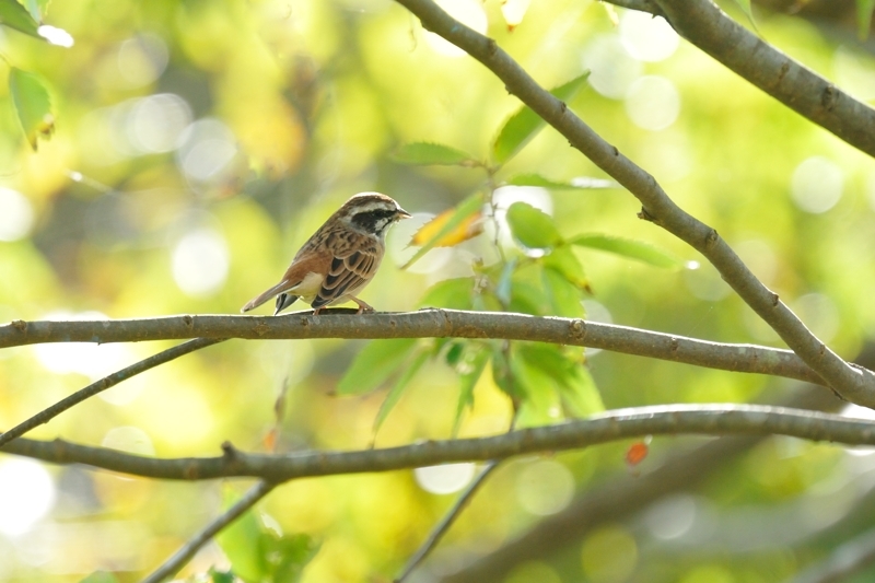 近所の鳥さん♪_c0334250_21314179.jpg