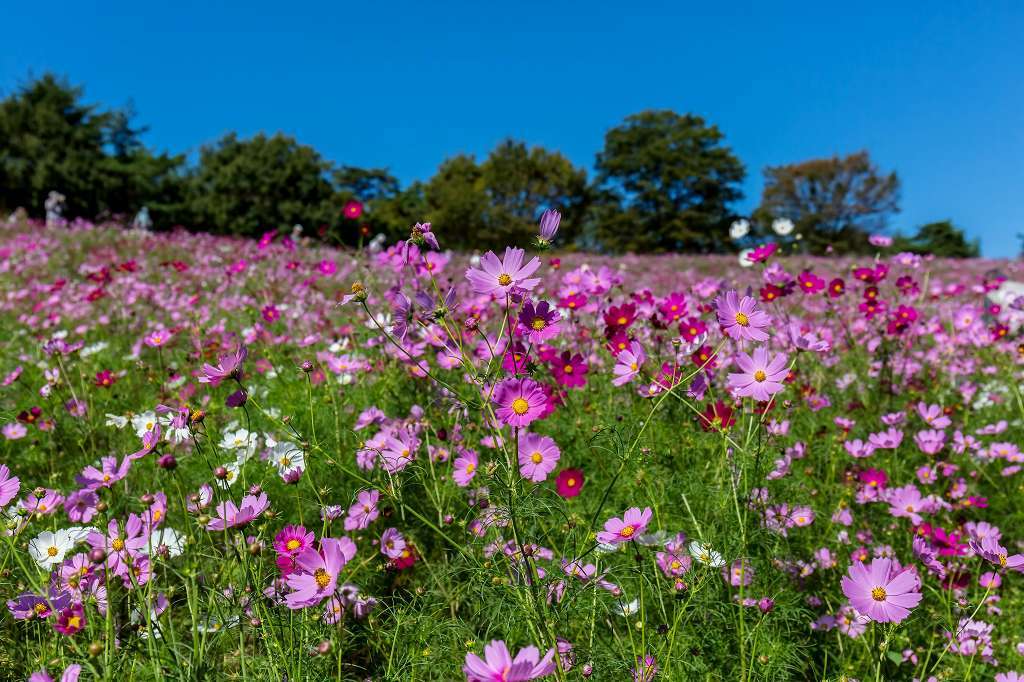 花の丘のコスモス_f0044056_09165694.jpg