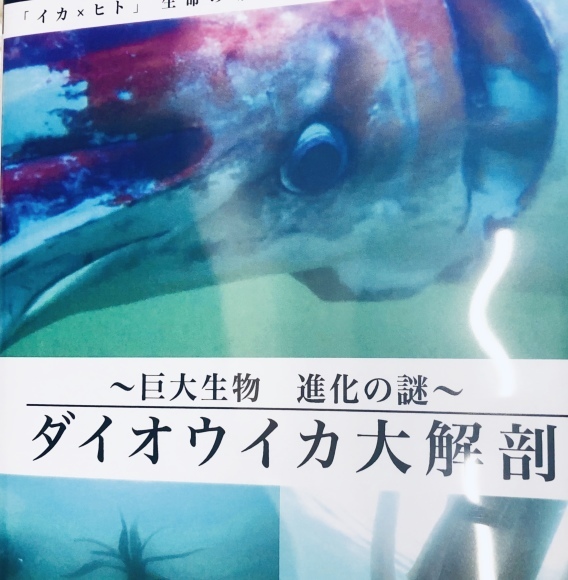 映画65 巨大生物進化の謎 ダイオウイカ大解剖 Artandlove もんもく