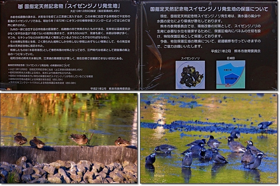 上江津湖をさるく(歩く)_d0102968_05341600.jpg
