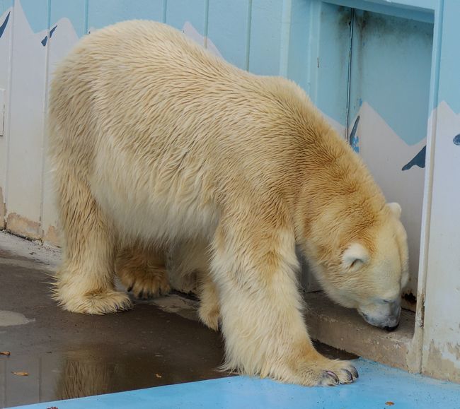 10月7日の釧路市動物園のホッキョクグマ②_b0014576_16465669.jpg