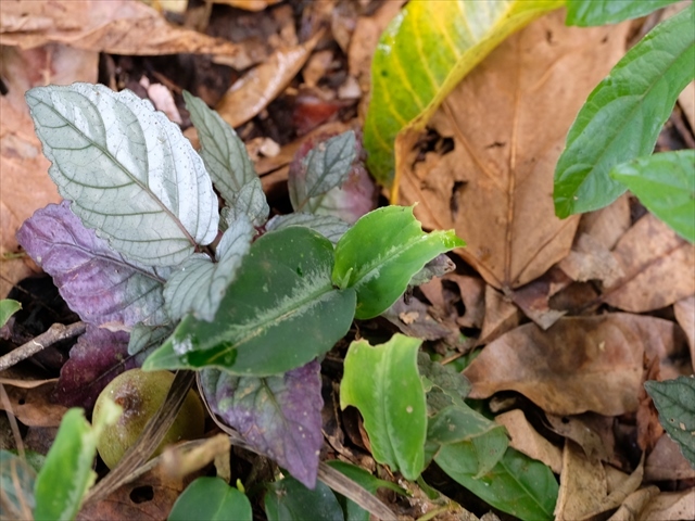 Aglaonema pictum\"ちゃんぷーる\"HD from Aceh barat【AZ1019-2f】_a0067578_16345597.jpg