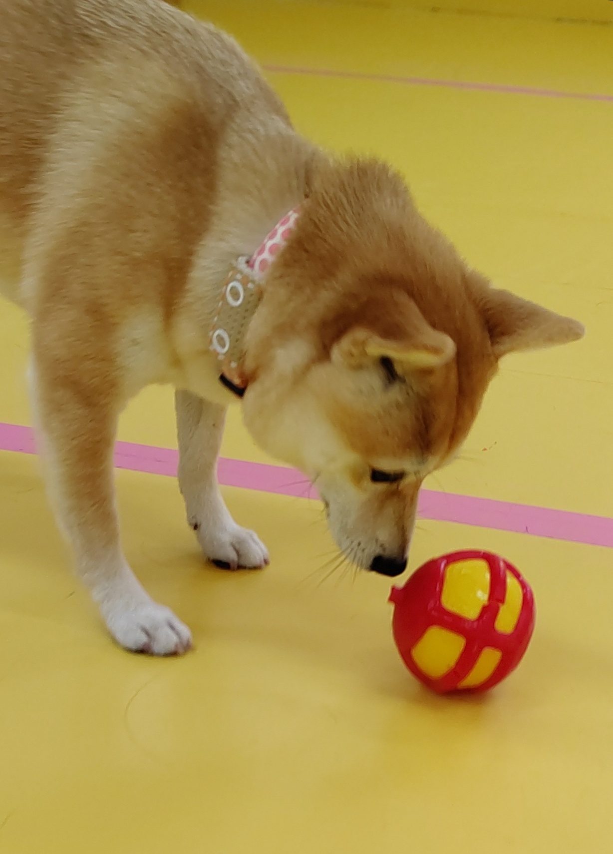 にっこり&ゾロゾロ_f0357682_12133044.jpg
