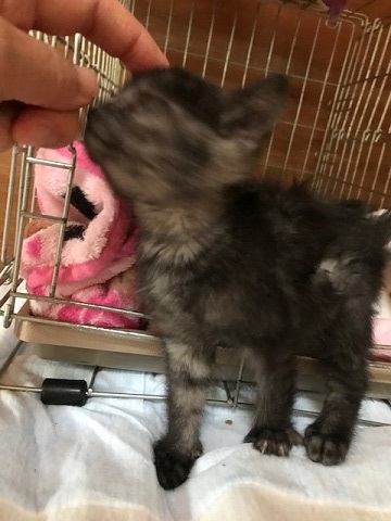 つくばくんです!よろしくです!!_f0242002_10390884.jpg