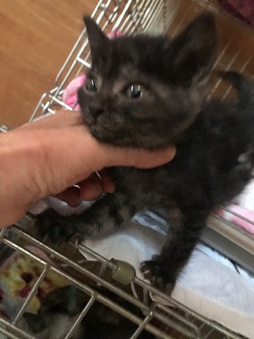 つくばくんです!よろしくです!!_f0242002_10391546.jpg