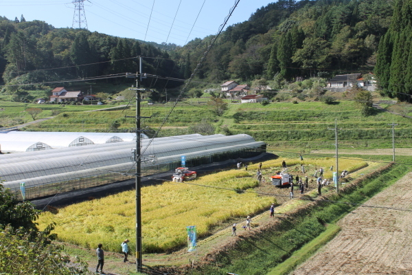 R1田んぼアート稲作体験~稲刈り編~_b0281312_15402240.jpg