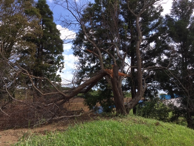 台風15号通過後のご報告_e0164724_14545393.jpg