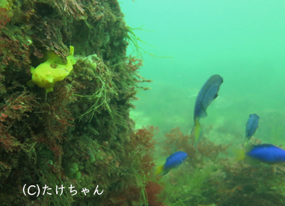 台風１９号後初ダイブ！_b0163039_17003889.jpg