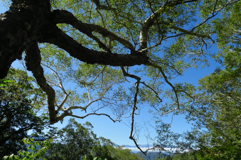 火打山を見ながら天狗の庭まで　写真山行_c0218841_21135614.jpg