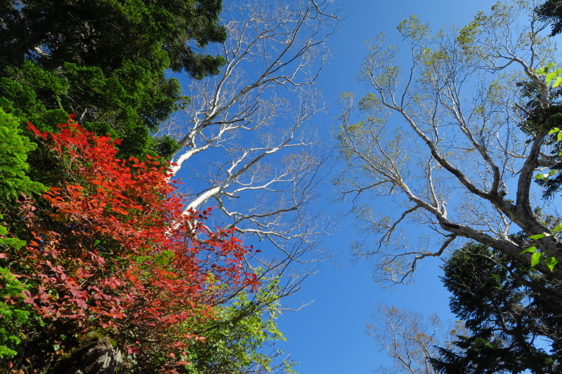 火打山を見ながら天狗の庭まで　写真山行_c0218841_21154394.jpg