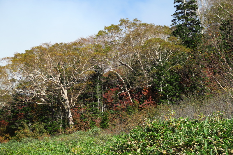 火打山を見ながら天狗の庭まで　写真山行_c0218841_21161634.jpg