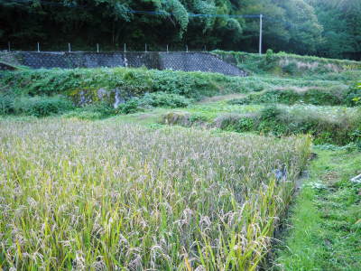 米作りの挑戦(2019)　稲刈りしました！今年は手刈りではなくコンバインで！_a0254656_18025117.jpg