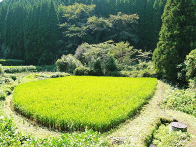 米作りの挑戦(2019)　稲刈りしました！今年は手刈りではなくコンバインで！_a0254656_18081964.jpg