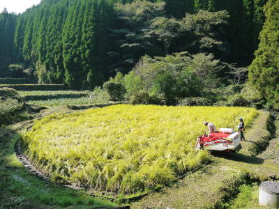米作りの挑戦(2019)　稲刈りしました！今年は手刈りではなくコンバインで！_a0254656_18102428.jpg