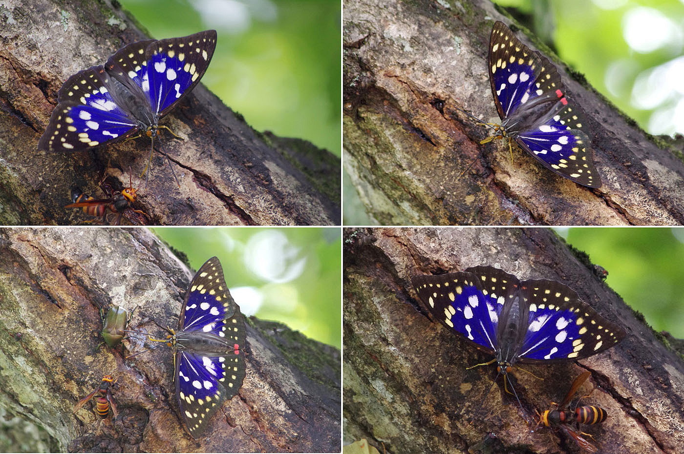 オオムラサキ蝶写真パネル Amazon.co.jp: オオムラサキの木枠付きフォトタイル（世界の昆虫