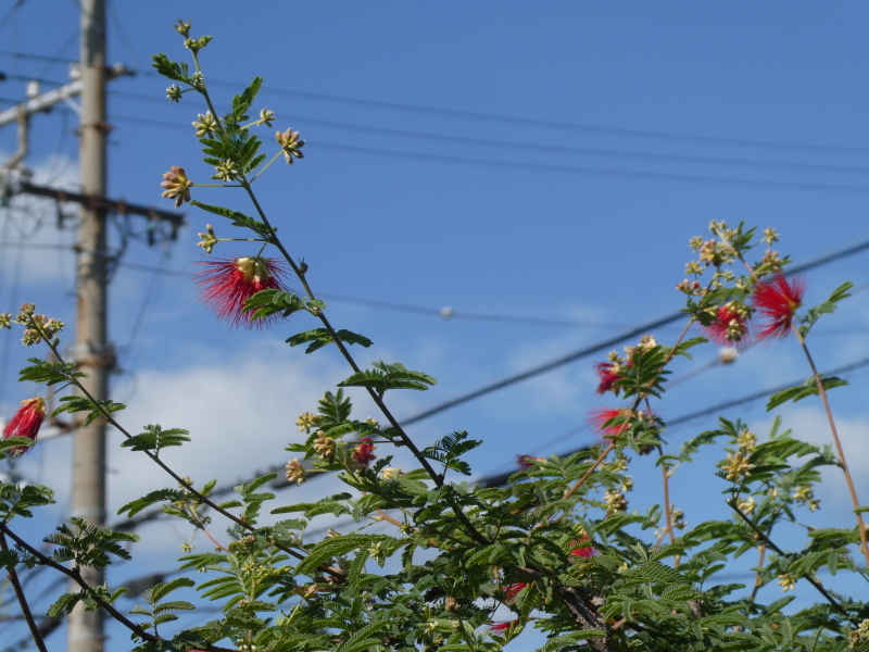 c0108460_17323390.jpg