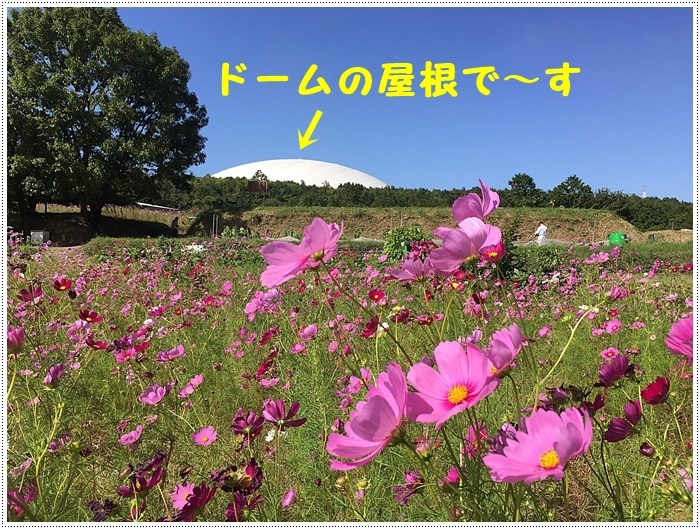 コスモスは大好きな花、４２年前のブーケもコスモスだったんだわ～( *´艸｀)ｸｽｸｽ_b0175688_23345776.jpg