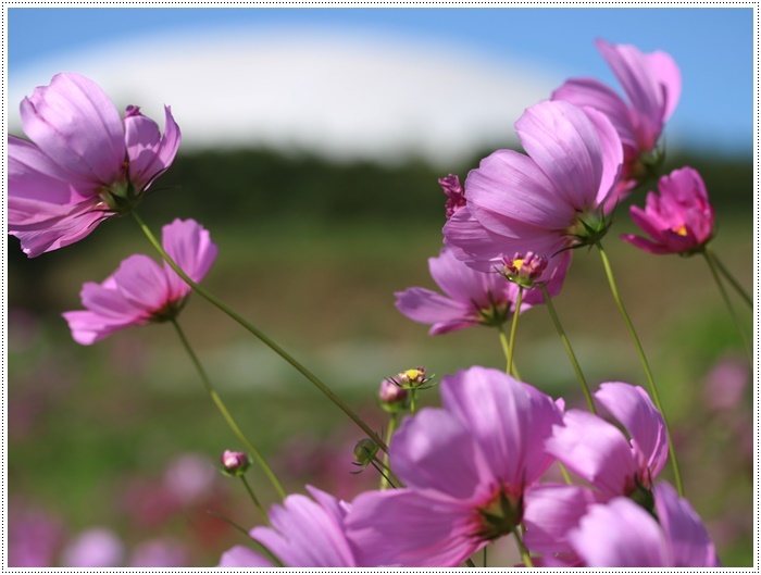 コスモスは大好きな花、４２年前のブーケもコスモスだったんだわ～( *´艸｀)ｸｽｸｽ_b0175688_23350657.jpg