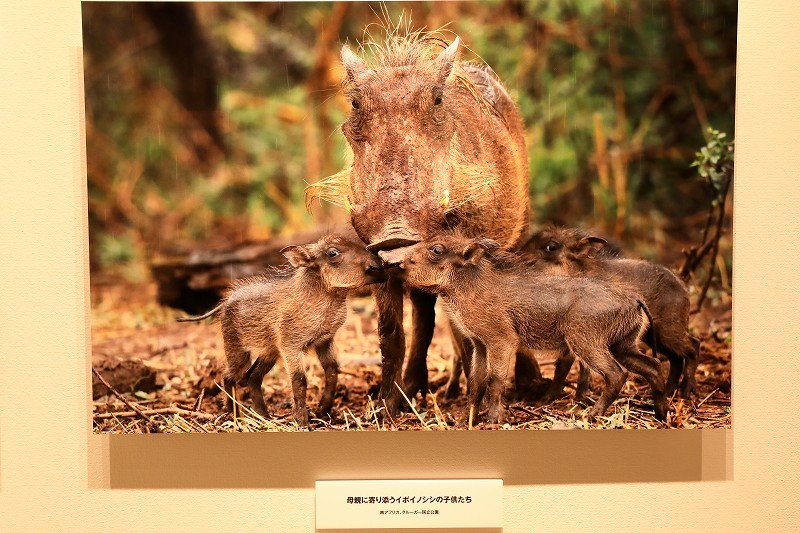 幼少時をアフリカで過ごした動物写真家 山形豪さんの写真展 旅プラスの日記