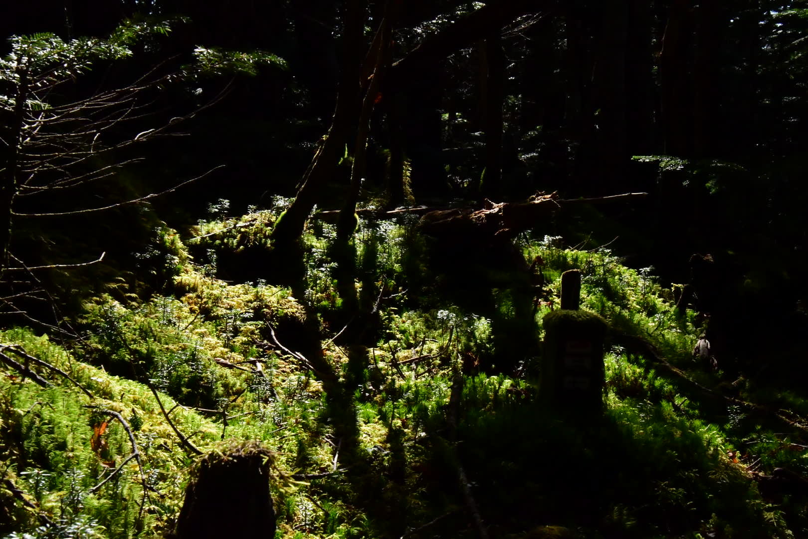 Wandern その2_b0223512_21460462.jpeg