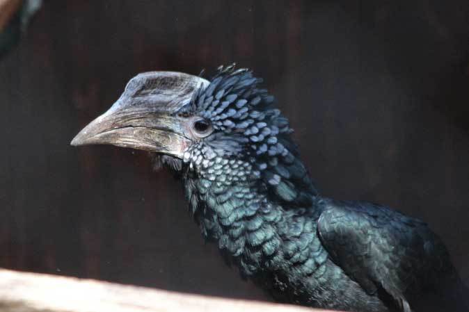 国内初繁殖！ギンガオサイチョウのヒナ（埼玉県こども動物自然公園 November 2018）_b0355317_21202885.jpg