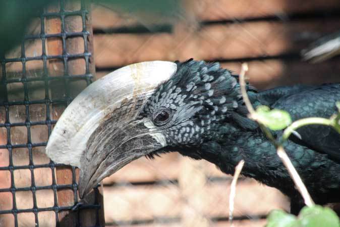 国内初繁殖！ギンガオサイチョウのヒナ（埼玉県こども動物自然公園 November 2018）_b0355317_21243143.jpg