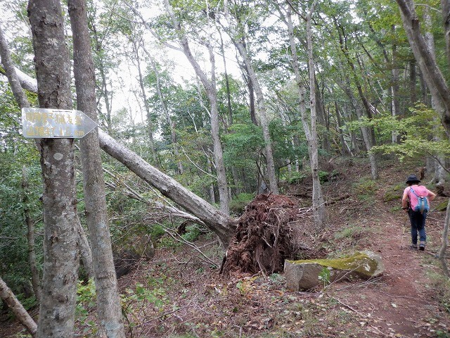 北杜市　秋を感じながら金ヶ岳と茅ヶ岳　　　　　Mount Kanagata in Hokuto, Yamanashi_f0308721_18541221.jpg