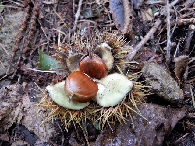 北杜市　秋を感じながら金ヶ岳と茅ヶ岳　　　　　Mount Kanagata in Hokuto, Yamanashi_f0308721_19300034.jpg