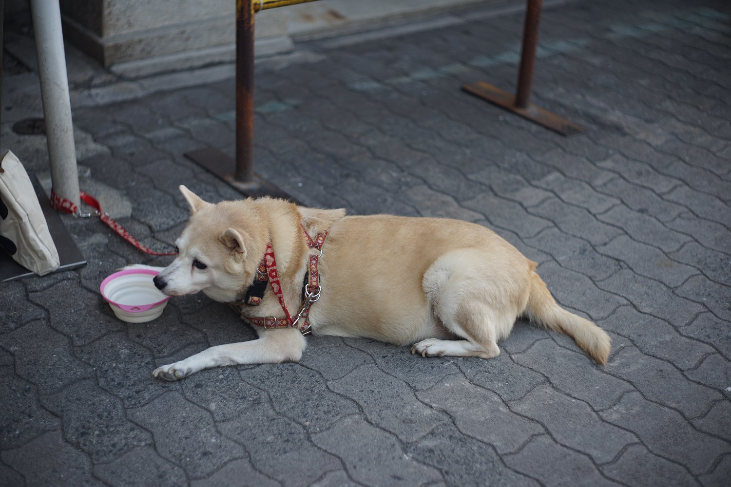 RE オートトプコール 58mm F1.4 で 豊中まで_b0069128_17512407.jpg