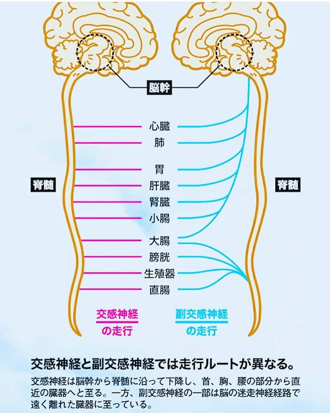 副交感神経優位で剣を上げ下げ（合気剣）_c0035230_01013396.jpg