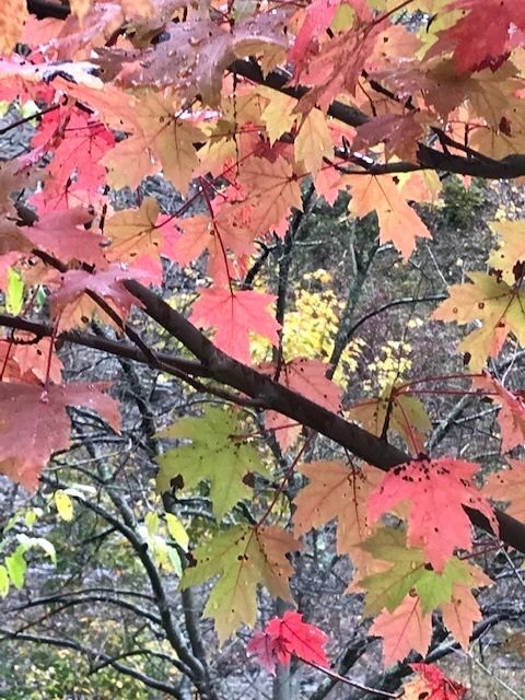 秋の渓谷*ワトキンスグレン州立公園で紅葉狩り_d0269832_20095651.jpeg