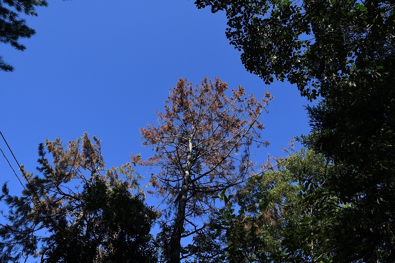 撮影中 <D7500 ピクチャーコントロール:オート>_e0374932_17015147.jpg