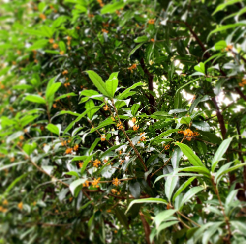 a0122148_13442540.jpeg