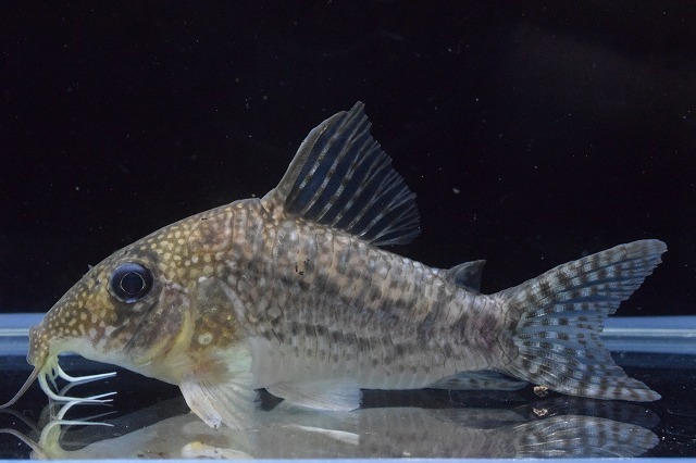 受渡し予定者あり）コリドラス アンチェスター7匹