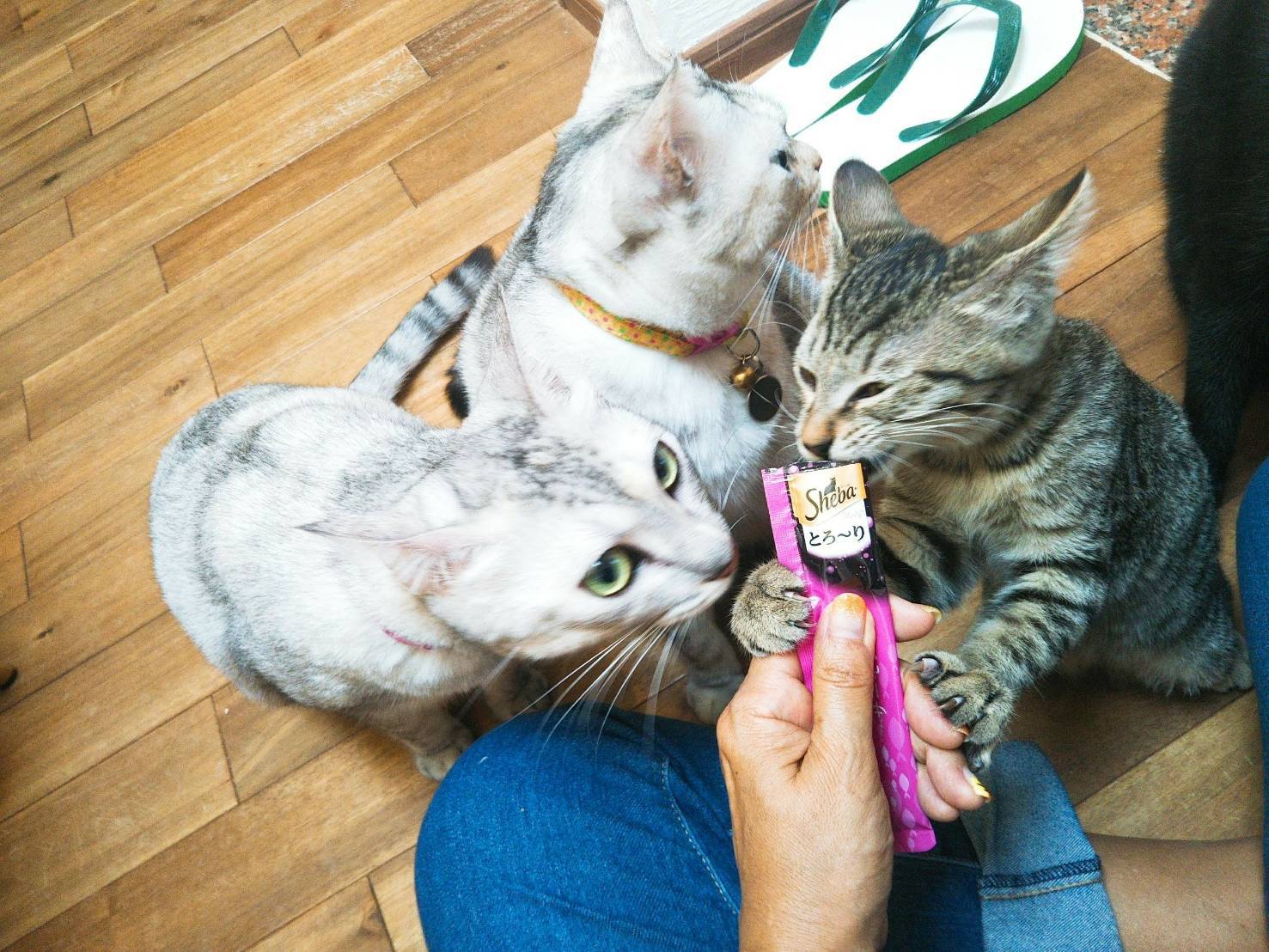 ガチマヤー なんくるないさ ワンッ ガチマヤー なんくるないさ ワンッ