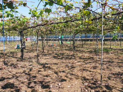 熊本ぶどう 社方園 収穫を終えたぶどう園にお礼肥えです!鹿本農業高校から来た実習生と共に(2019)前編_a0254656_17190767.jpg