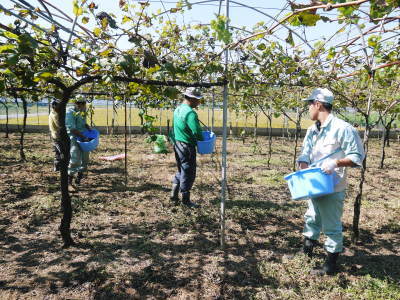 熊本ぶどう 社方園 収穫を終えたぶどう園にお礼肥えです!鹿本農業高校から来た実習生と共に(2019)前編_a0254656_17454216.jpg
