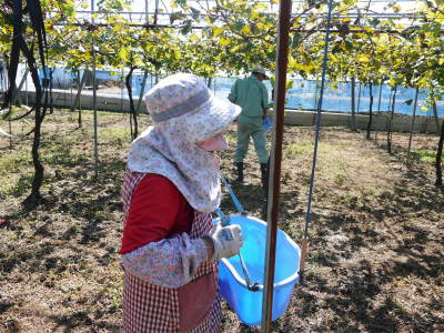 熊本ぶどう 社方園 収穫を終えたぶどう園にお礼肥えです!鹿本農業高校から来た実習生と共に(2019)前編_a0254656_17482834.jpg
