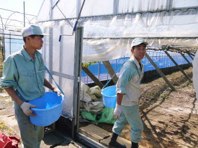熊本ぶどう 社方園 収穫を終えたぶどう園にお礼肥えです!鹿本農業高校から来た実習生と共に(2019)前編_a0254656_18012952.jpg