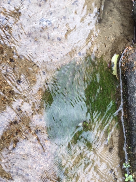 日の浦のカワツルモ、元気になった、かな。_e0175370_21351300.jpg